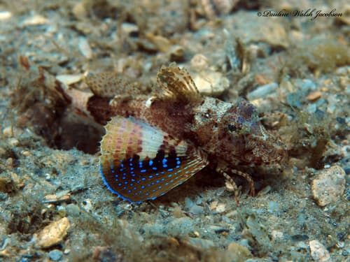 Blue-spotted Searobin