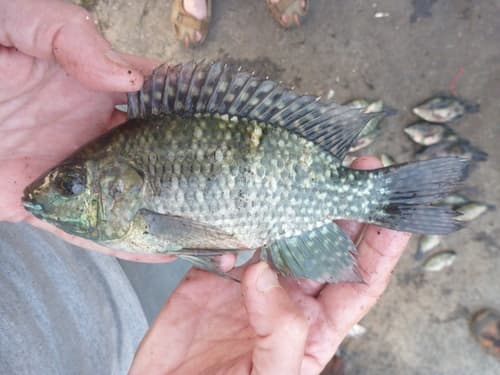 Blue-spotted Tilapia