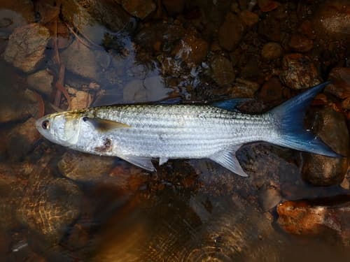 Blue-tail Mullet