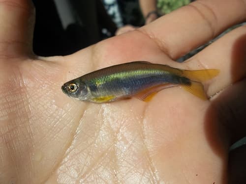 Blue Tetra