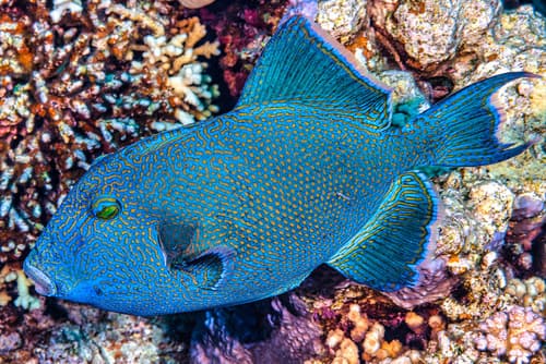 Blue Triggerfish