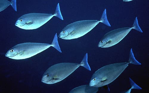 Blue Unicornfish