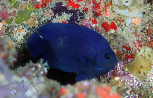Blue Velvet Angelfish