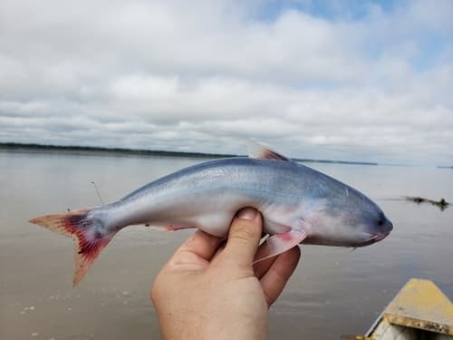 Blue Whale Catfish
