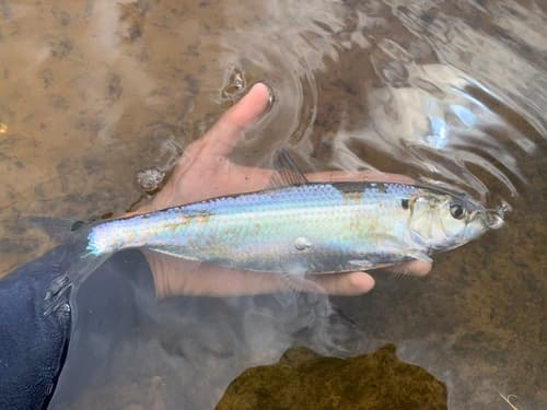 Blueback Shad
