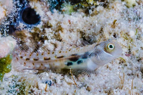 Bluebell Blenny