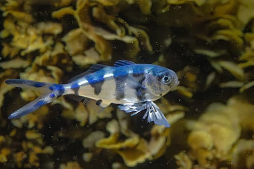 Bluebottle-fish