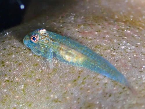 Bluecoral Ghostgoby