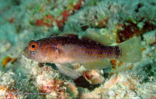 Bluedot Goby