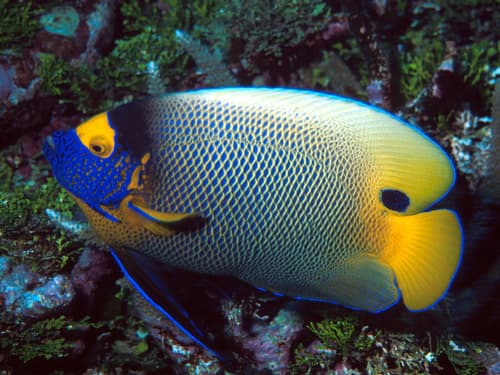 Blueface Angelfish