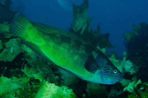 Bluefinned Butterfish