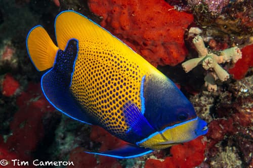 Bluegirdle Angelfish