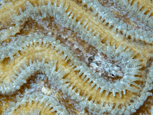 Bluegold Glass Blenny