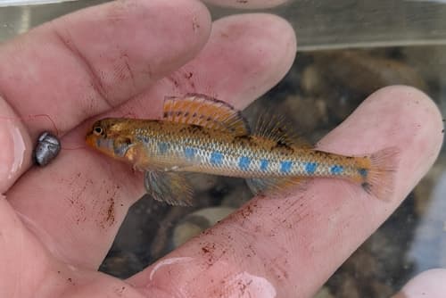 Bluegrass Darter