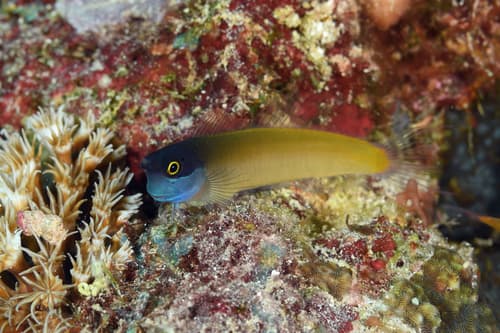 Bluehead Blenny