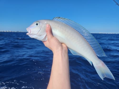 Blueline Tilefish
