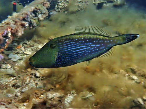 Bluelined Leatherjacket