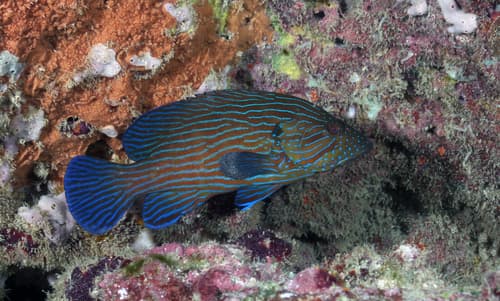 Bluelined Rockcod
