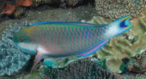 Bluemoon Parrotfish