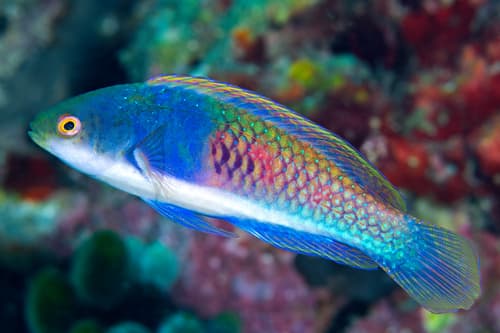 Blueside Wrasse