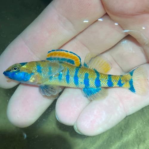 Bluespar Darter