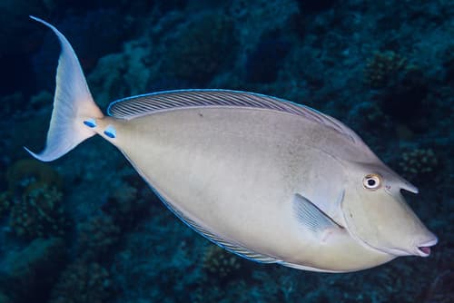 Bluespine Unicornfish