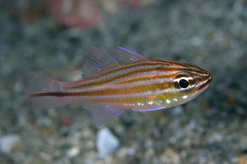 Bluespot Cardinalfish