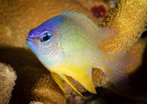 Bluespot Damselfish