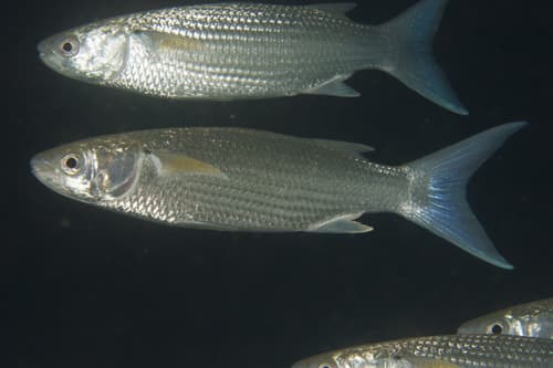 Bluespot Mullet