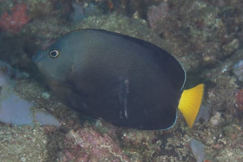 Bluespotted Angelfish