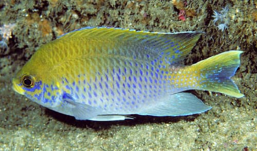 Bluespotted Chromis