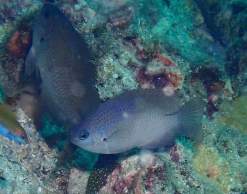 Bluespotted Damselfish