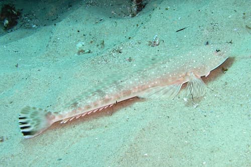 Bluespotted Flathead