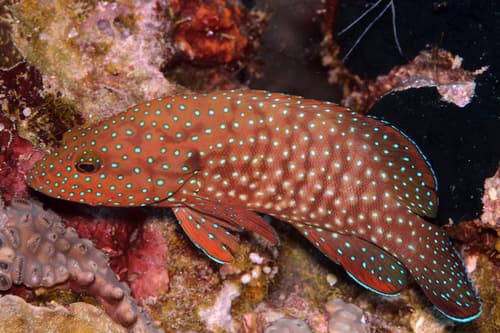 Bluespotted Grouper