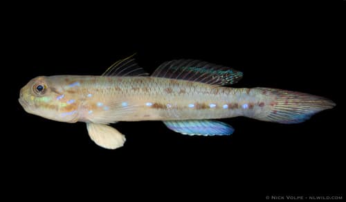 Bluespotted Mangrove Goby