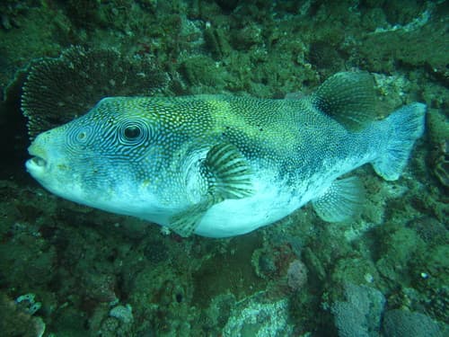 Bluespotted Puffer