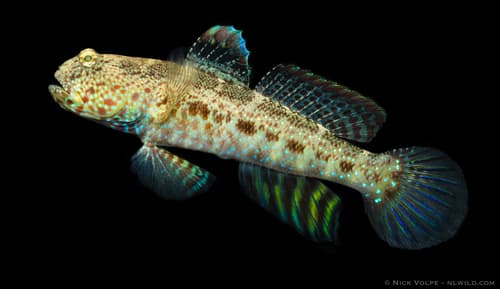 Bluespotted Shrimpgoby