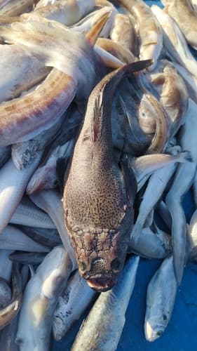 Bluespotted stargazer