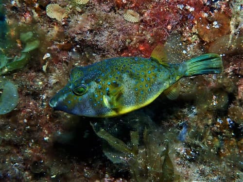 Bluespotted Toadfish