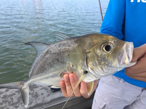 Bluespotted Trevally