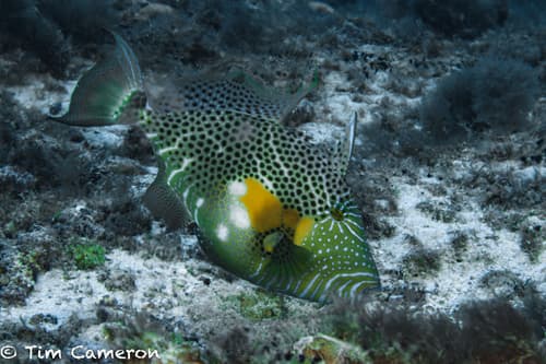 Bluespotted Triggerfish