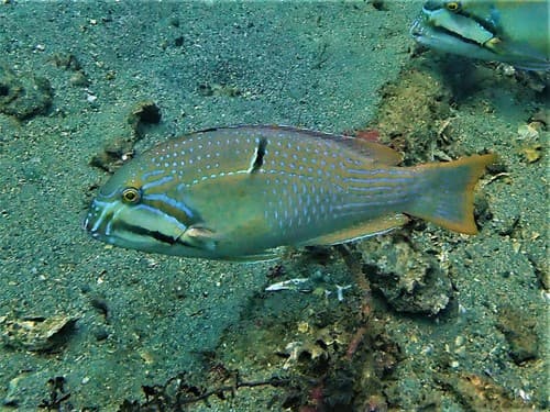 Bluespotted Tuskfish