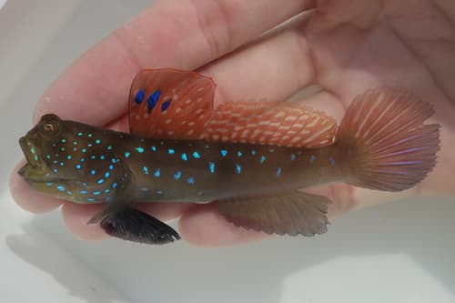 Bluespotted Watchman Goby