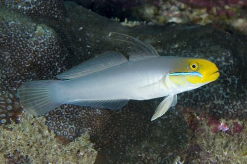 Bluestreak Goby
