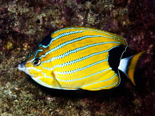 Bluestripe Butterflyfish