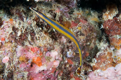 Bluestripe Pipefish