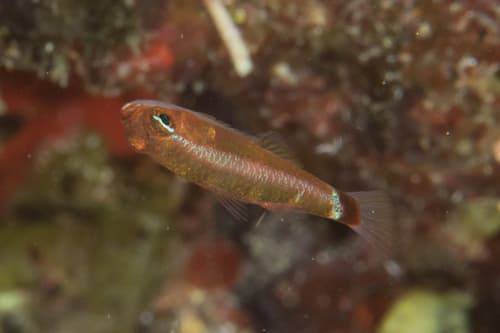 Bluestripe Pygmygoby