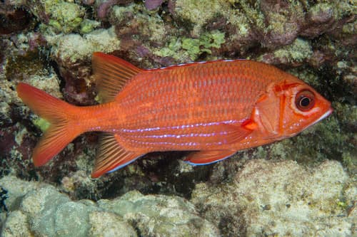 Bluestripe Squirrelfish