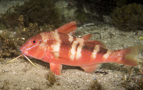 Bluestriped Goatfish