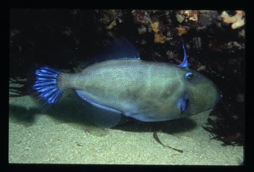 Bluetail Leatherjacket